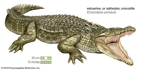Crocodile/History .